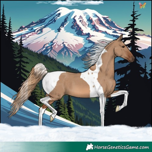 Horse Color:Red Dun Tobiano 