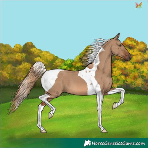 Horse Color:Red Dun Tobiano