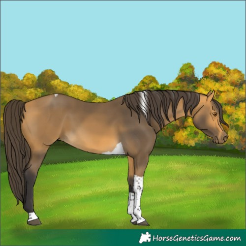 Horse Color:Buckskin Tobiano 