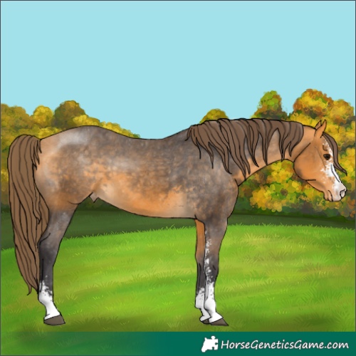Horse Color:Buckskin Sabino Varnish 