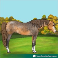 Horse Color:Buckskin Sabino Appaloosa