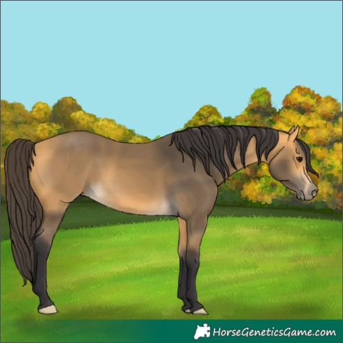Horse Color:Buckskin 