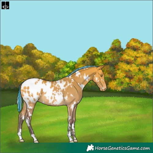 Horse Color:Painted White Spotted Silver Buckskin Dun Blanket 