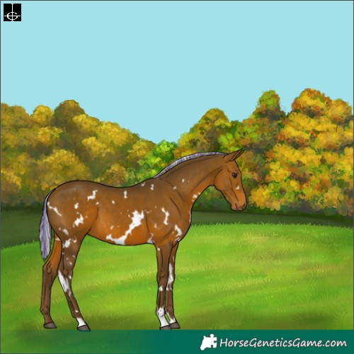 Horse Color:Painted White Spotted Silver Brown 