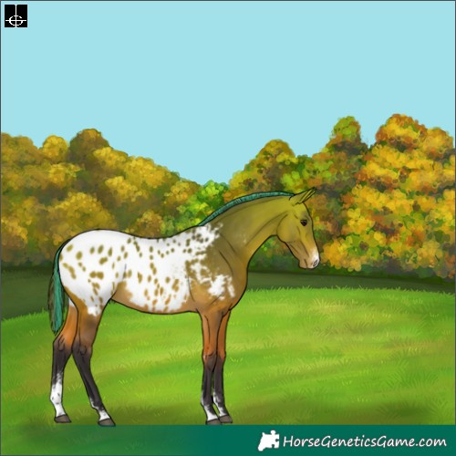 Horse Color:Painted Buckskin Sabino Blanket Rabicano 