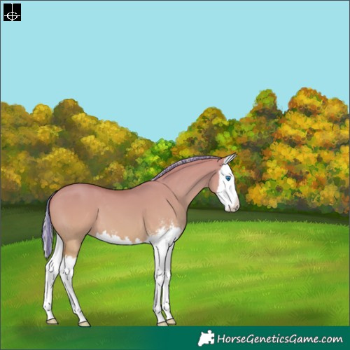 Horse Color:Painted Silver Amber Champagne Dun Sabino Splash 