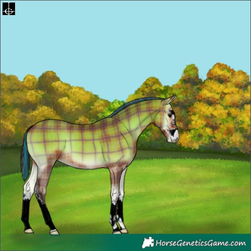 Horse Color:Painted Plaid  White Spotted Bay Onyx 