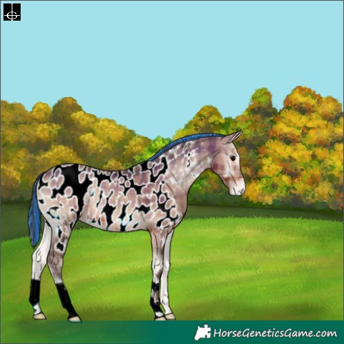 Horse Color:Painted Plaid  Bay Onyx Near Leopard 