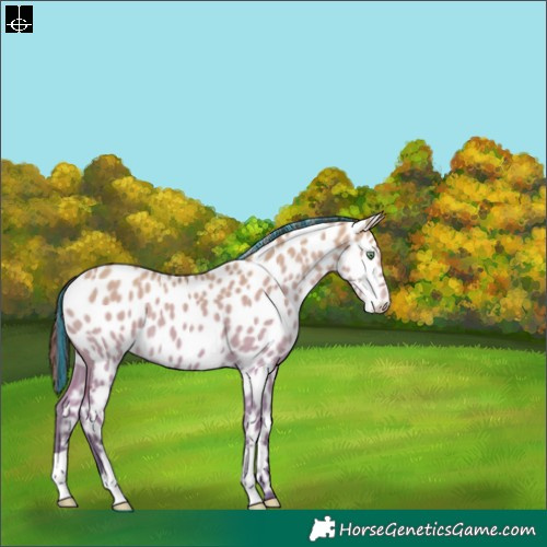 Horse Color:Painted Amber Champagne Dun Near Leopard 