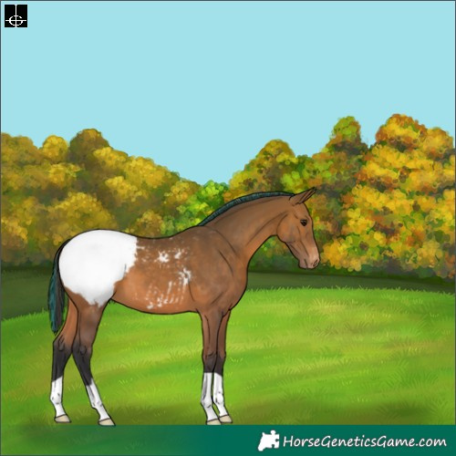 Horse Color:Painted Bay Snowcap 