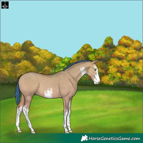 Horse Color:Painted White Spotted Amber Champagne Dun 