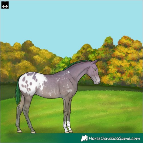 Horse Color:Painted Amber Champagne Blanket 
