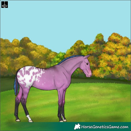 Horse Color:Painted Bay Dun Blanket 