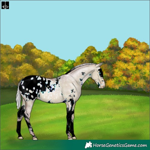 Horse Color:Watercolor White Spotted Silver Buckskin Pearl Dun Splash Blanket 