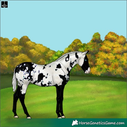 Horse Color:Watercolor White Spotted Silver Sable Champagne Pearl Dun Splash Blanket Rabicano 
