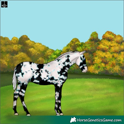 Horse Color:Watercolor White Spotted Silver Buckskin Pearl Dun Splash 