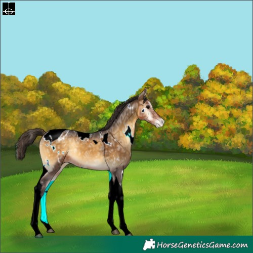 Horse Color:White Spotted Buckskin Ice Onyx Tobiano Varnish Rabicano 