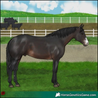 Horse Color:Brown Sabino