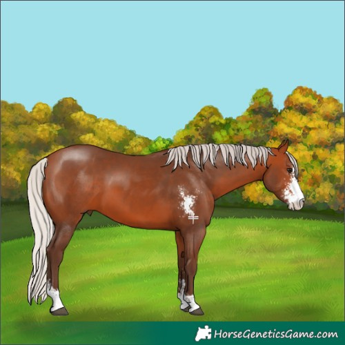 Horse Color:Silver Bay Sabino 