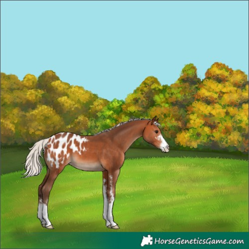 Horse Color:Silver Bay Sabino Appaloosa 