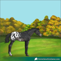 Horse Color:Black Sabino Appaloosa Rabicano 