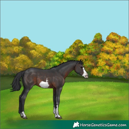 Horse Color:Brown Sabino Frame Rabicano 