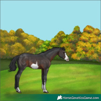 Horse Color:Brown Sabino Frame Rabicano