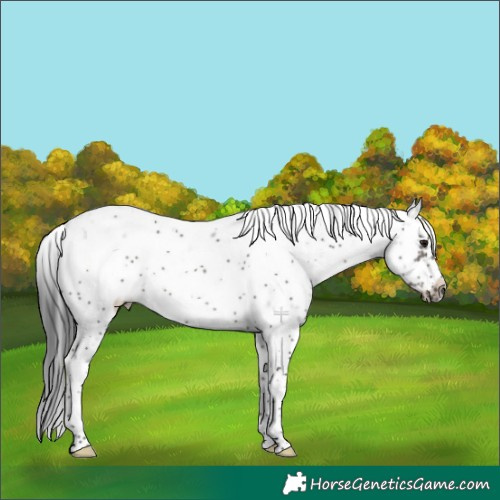 Horse Color:Grullo Sabino Frame Rabicano 
