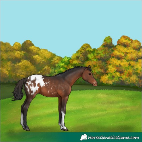 Horse Color:Brown Tobiano Appaloosa Rabicano 