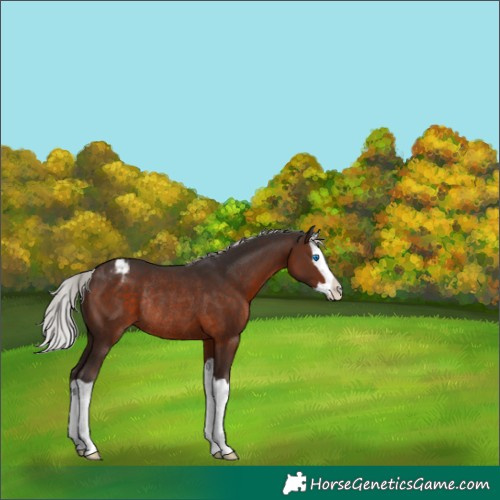 Horse Color:Silver Brown Splash Varnish Rabicano 