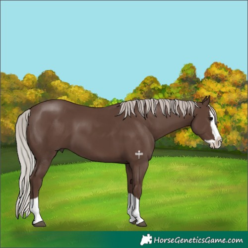 Horse Color:Silver Black Splash 