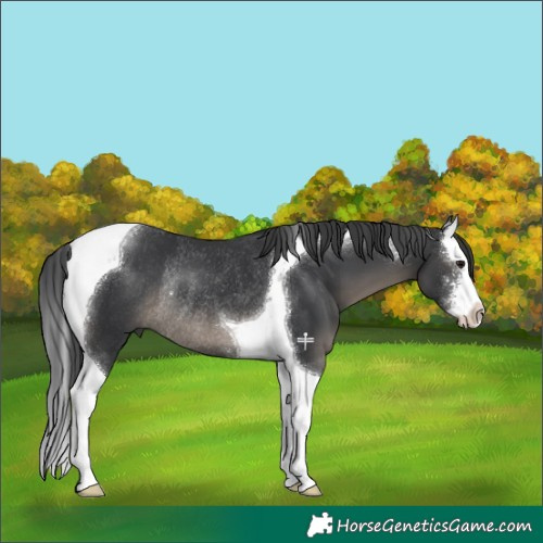 Horse Color:Black Sabino Splash Tobiano Rabicano 