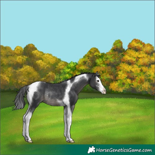 Horse Color:Black Sabino Splash Tobiano Rabicano 