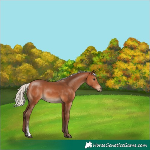 Horse Color:Silver Bay Sabino 