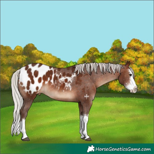Horse Color:Silver Brown Sabino Splash Appaloosa 