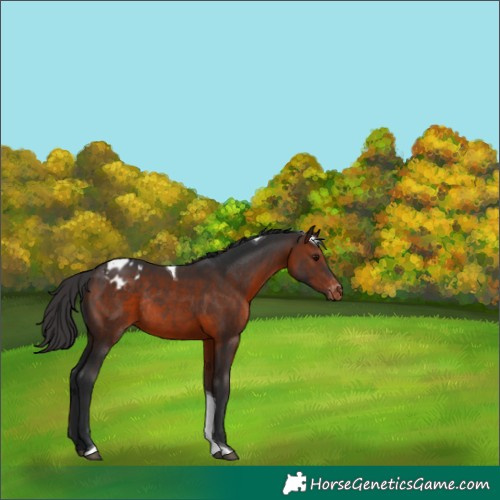 Horse Color:Brown Tobiano Appaloosa Rabicano 