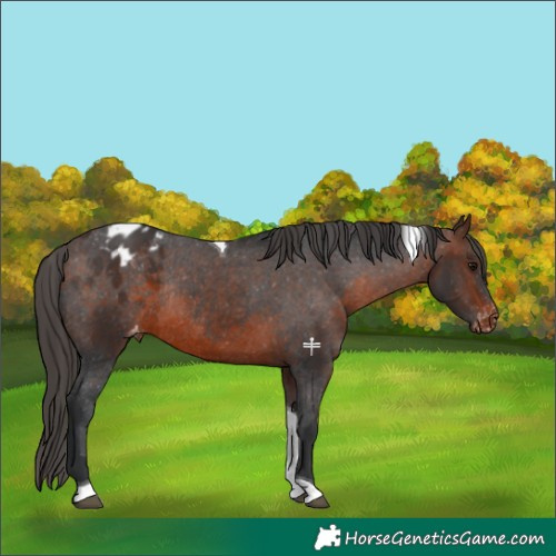 Horse Color:Brown Tobiano Varnish Rabicano 