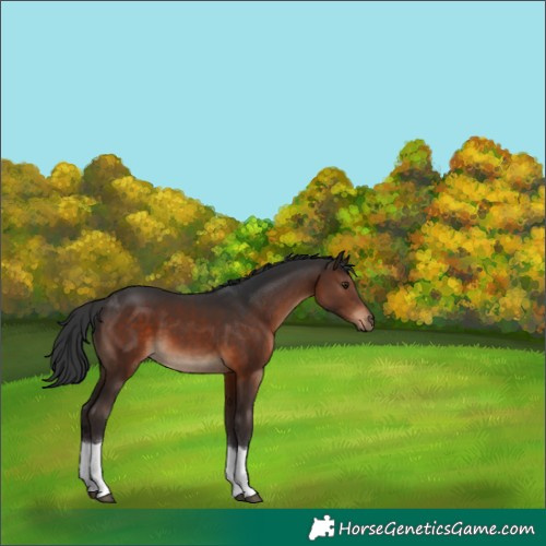 Horse Color:Brown Tobiano 