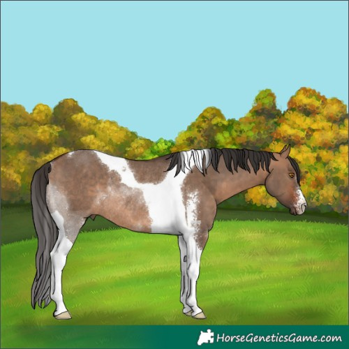 Horse Color:Bay Dun Sabino Tobiano Rabicano 