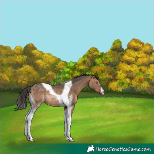 Horse Color:Bay Dun Sabino Tobiano Rabicano 