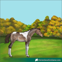 Horse Color:Brown Dun Tobiano Appaloosa Rabicano