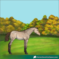 Horse Color:White Spotted Bay Dun Appaloosa Rabicano