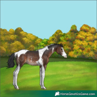 Horse Color:Brown Sabino Tobiano Rabicano