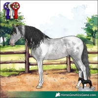 Horse Color:Blue Roan Mushroom Tobiano Appaloosa Rabicano