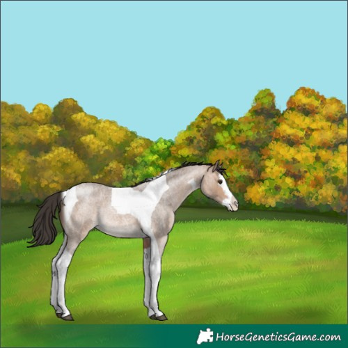 Horse Color:Bay Roan Dun Splash Tobiano Rabicano Brindle 