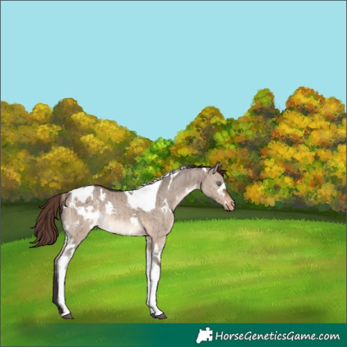 Horse Color:White Spotted Brown Dun Mushroom Tobiano Appaloosa Rabicano Brindle 