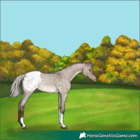 Horse Color:Silver Brown Roan Dun Tobiano Appaloosa Brindle