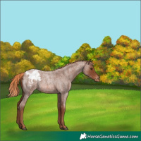 Horse Color:Red Roan Appaloosa 