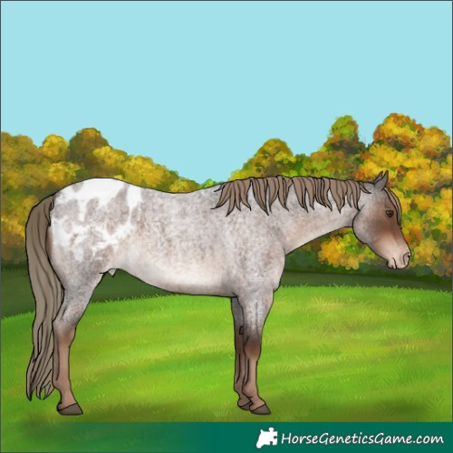 Horse Color:Liver Red Roan Appaloosa 