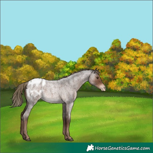 Horse Color:Liver Red Roan Appaloosa 